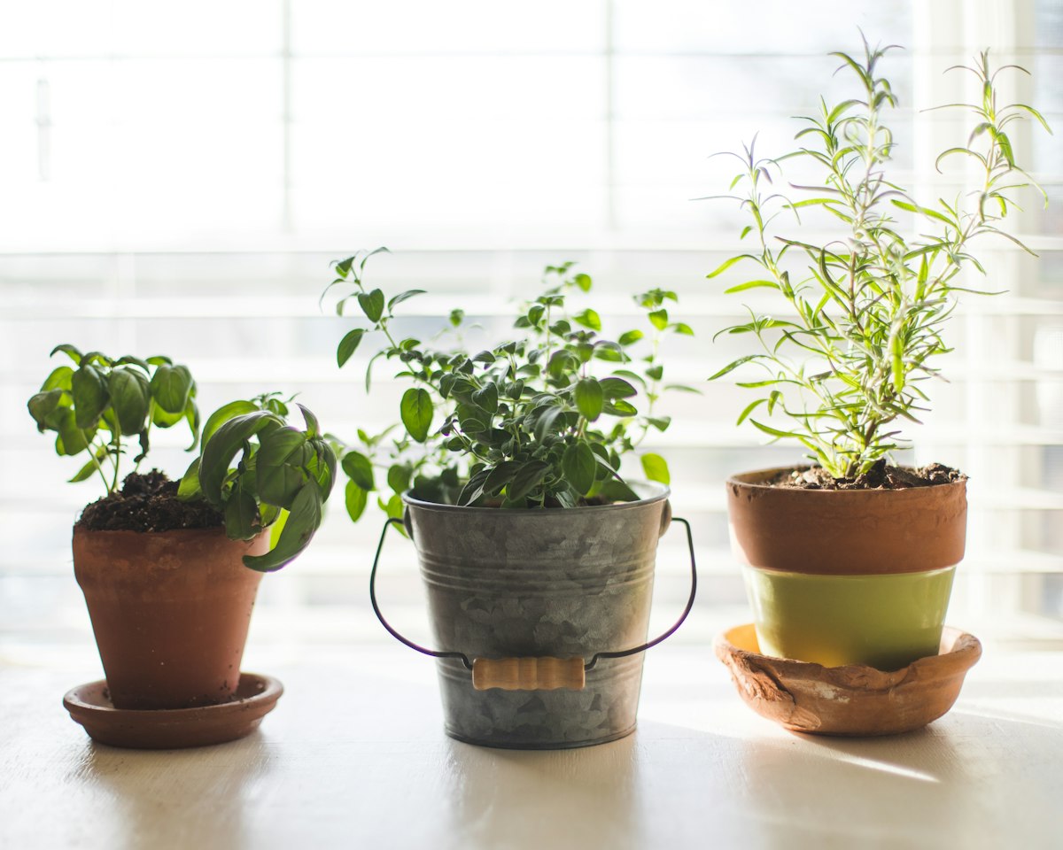 Piante aromatiche in vaso su un davanzale
