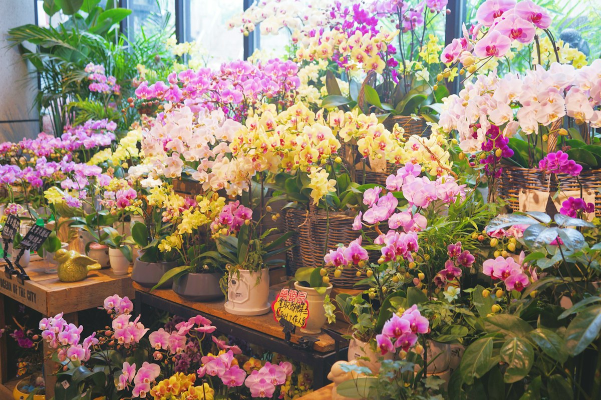 Composizioni di fiori colorati esposte in negozio