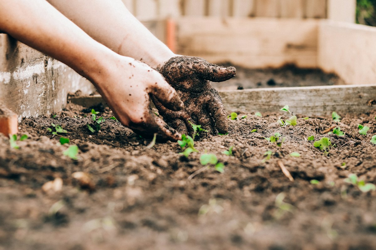 Mani che sistemano piantine nella terra di un giardino